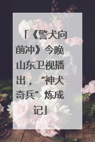 《警犬向前冲》今晚山东卫视播出，“神犬奇兵”炼成记