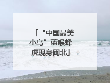 “中国最美小鸟”蓝喉蜂虎现身闽北