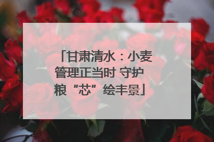 甘肃清水：小麦管理正当时 守护粮“芯”绘丰景