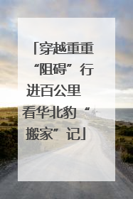 穿越重重“阻碍”行进百公里 看华北豹“搬家”记