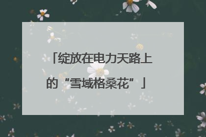 绽放在电力天路上的“雪域格桑花”