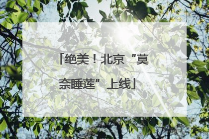 绝美！北京“莫奈睡莲”上线