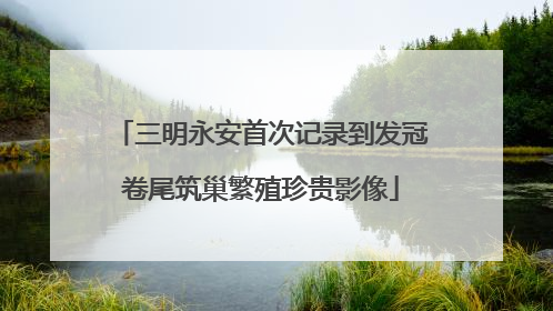 三明永安首次记录到发冠卷尾筑巢繁殖珍贵影像