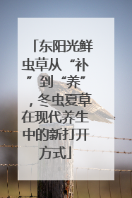 东阳光鲜虫草从“补”到“养”，冬虫夏草在现代养生中的新打开方式