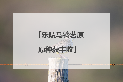 乐陵马铃薯原原种获丰收