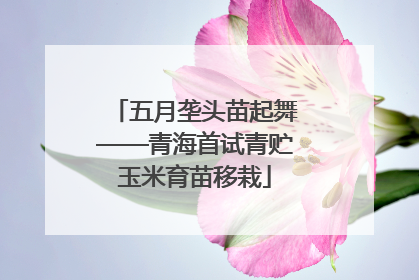 五月垄头苗起舞——青海首试青贮玉米育苗移栽