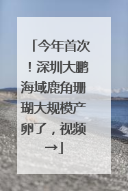 今年首次！深圳大鹏海域鹿角珊瑚大规模产卵了，视频→