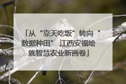 从“靠天吃饭”转向“数据种田” 江西安福绘就智慧农业新画卷