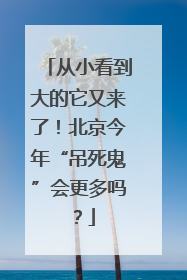 从小看到大的它又来了！北京今年“吊死鬼”会更多吗？
