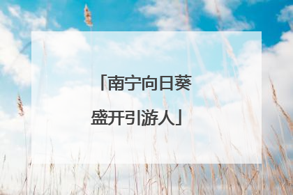 南宁向日葵盛开引游人