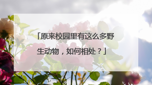 原来校园里有这么多野生动物，如何相处？