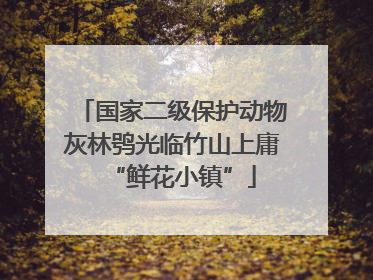 国家二级保护动物灰林鸮光临竹山上庸“鲜花小镇”