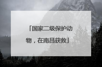 国家二级保护动物，在南昌获救