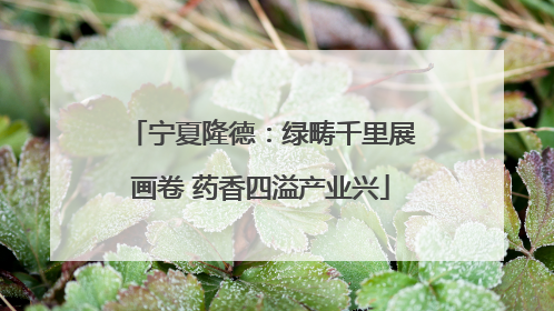 宁夏隆德：绿畴千里展画卷 药香四溢产业兴
