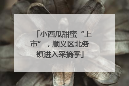 小西瓜甜蜜“上市”，顺义区北务镇进入采摘季