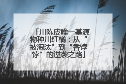 川陈皮唯一基源物种川红橘：从“被淘汰”到“香饽饽”的逆袭之路