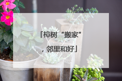 樟树“搬家”，邻里和好