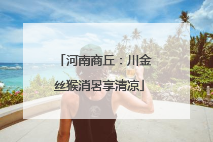 河南商丘：川金丝猴消暑享清凉