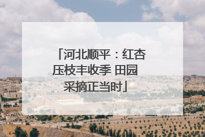 河北顺平：红杏压枝丰收季 田园采摘正当时