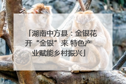 湖南中方县：金银花开“金银”来 特色产业赋能乡村振兴