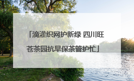 滴灌织网护新绿 四川旺苍茶园抗旱保茶管护忙