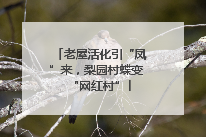 老屋活化引“凤”来，梨园村蝶变“网红村”