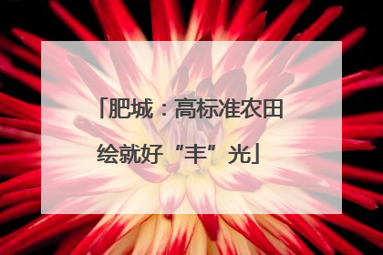 肥城：高标准农田绘就好“丰”光
