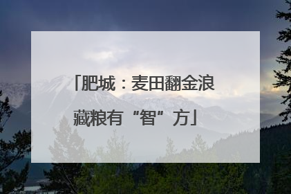 肥城：麦田翻金浪藏粮有“智”方