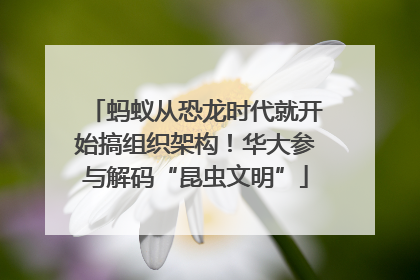 蚂蚁从恐龙时代就开始搞组织架构！华大参与解码“昆虫文明”