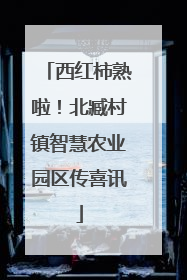 西红柿熟啦！北臧村镇智慧农业园区传喜讯