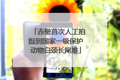 赤壁首次人工拍摄到国家一级保护动物白颈长尾雉