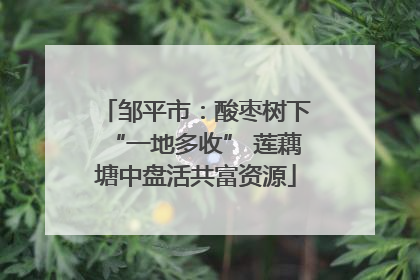 邹平市：酸枣树下“一地多收” 莲藕塘中盘活共富资源