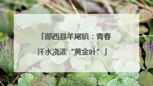 郧西县羊尾镇：青春汗水浇灌“黄金叶”