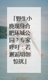 野生小麂现身合肥环城公园？专家呼吁：若邂逅切勿惊扰
