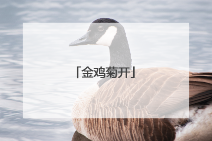 金鸡菊开
