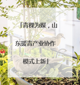 青稞为媒，山东援青产业协作模式上新