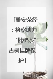 雅安荥经：检察助力“枇杷茶”古树挂牌保护