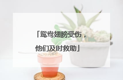 鸳鸯翅膀受伤，他们及时救助